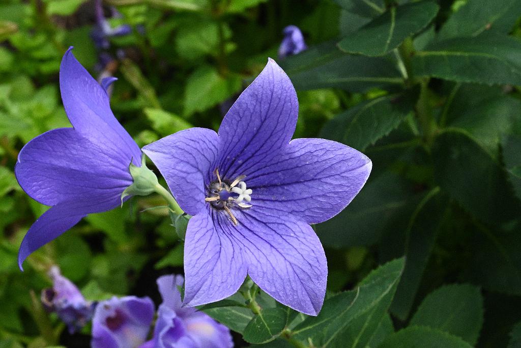2025-07119553 Tower Hill Botanic Garden, MA.JPG - Baloon FLower. New England Botanic Garden at Tower Hill, MA, 7-11-2025